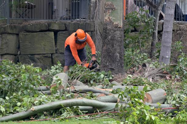 Trusted Cottageville, SC Tree Services Experts